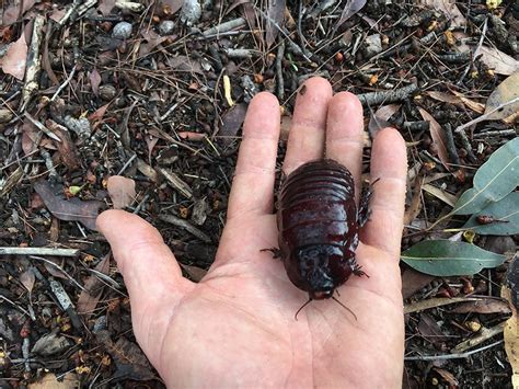 Our native cockroaches are beautiful - Australian Geographic