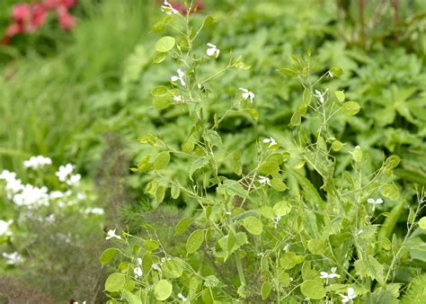 Lunaria (Silver Dollar Plant): Care & Growing Guide