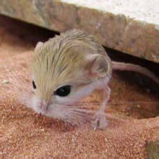 Baluchistan Pygmy Jerboa | NatureRules1 Wiki | Fandom