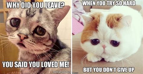 Dumb Cats Silly Cats Crazy Cats Sad Cat Meme Cat Memes Funny | The Best ...