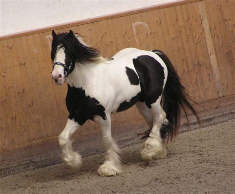 Palomino Horse With Black Mane