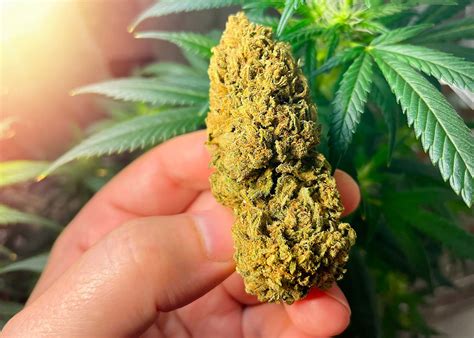 Moldy Weeds: How to Deal With Cannabis Bud Rot