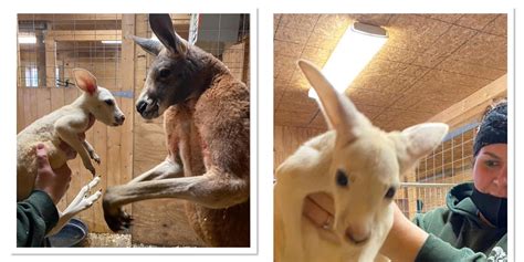 Rare white baby kangaroo born in American zoo | Curious Times