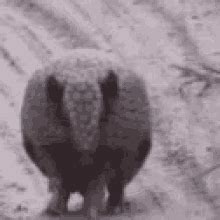 Armadillo GIFs | Tenor