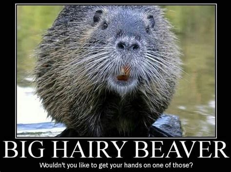 Funny Beaver Quotes. QuotesGram