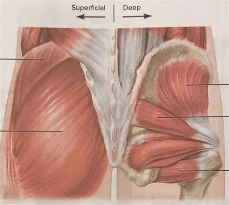 posterior hip muscles Diagram | Quizlet