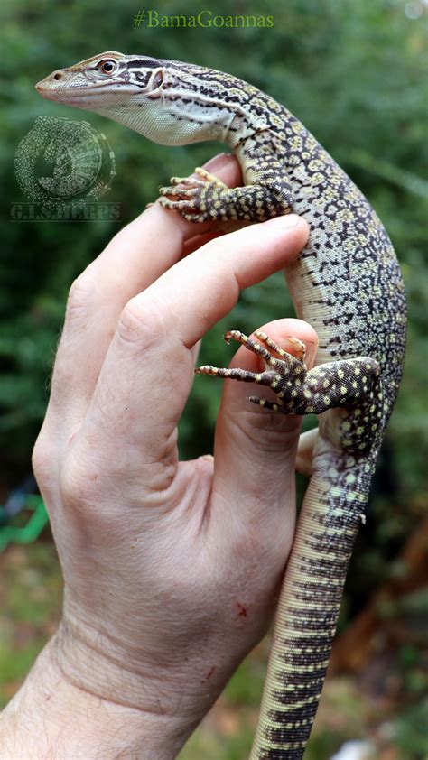 Our smallest sand goanna gaining some size. : r/MonitorLizards