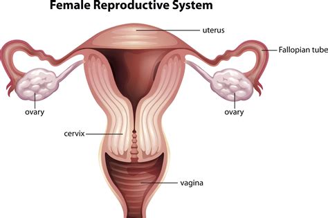 Blocked Fallopian Tubes | Dr. Preston Parry