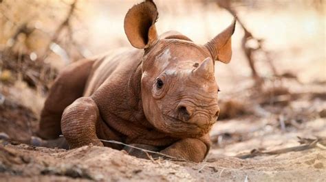 Baby black rhino has incredible routine, pictures show | Fox News Fauna ...