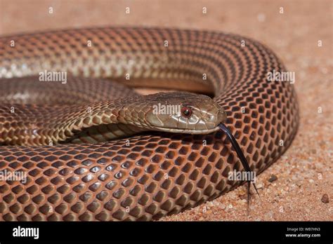 Australian King Brown or Mulga Snake Stock Photo - Alamy