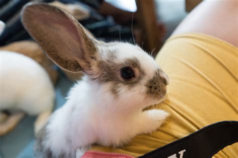 New Bunny Cafe Opens in LA and People Have Opinions - PetHelpful