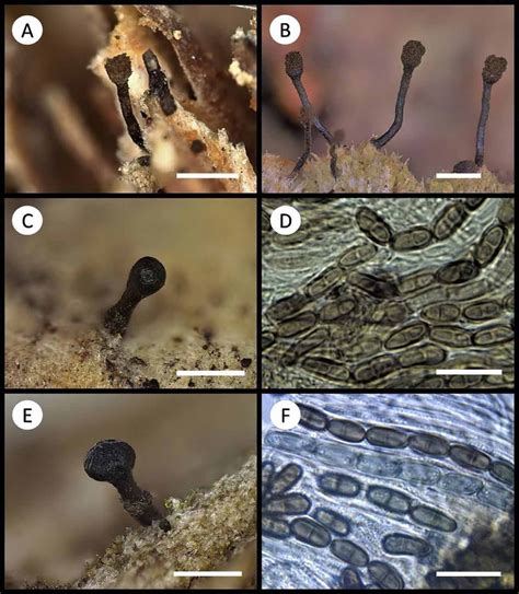 Chaenotheca obscura: A. Apothecia (Calicium obscurum isotype, Merrill ...