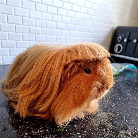 10 Funny Guinea Pig Haircut Photos That Will Teach You Much About Style ...