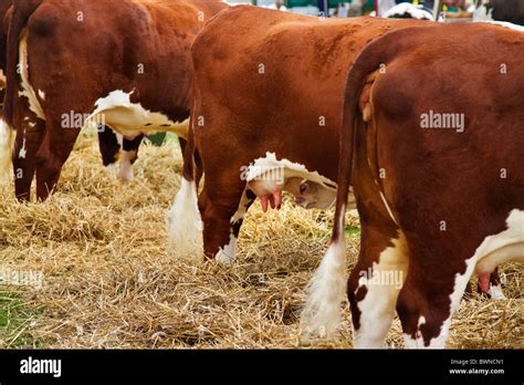 Hereford cattle at an agricultural show Stock Photo - Alamy