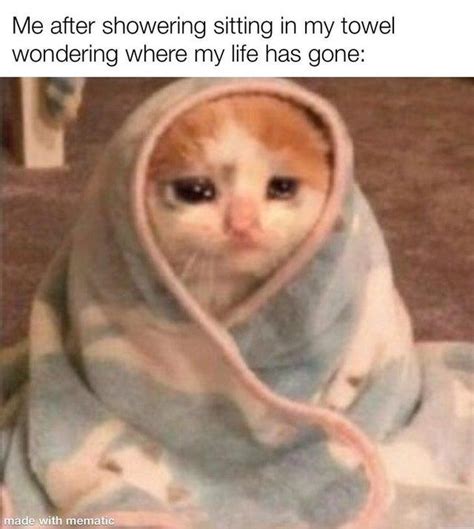 25 Funny Crying Cat Memes