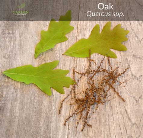 Oak Tree Seed Pods