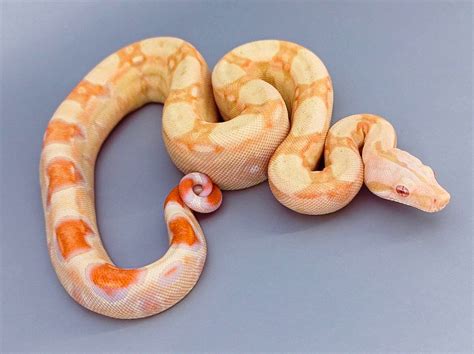 Coral Albino - Boa Constrictor Traits - Morphpedia