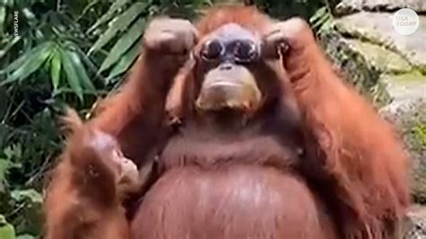 VIDEO: Zoo Orangutan Puts on Sunglasses That Someone Dropped In His ...