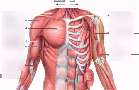 Chest Muscles Diagram Quizlet