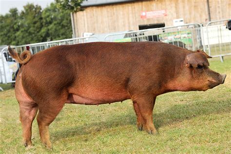 Duroc - British Pig Association