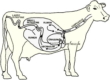 Nutrition - Anatomy of digestive tracts