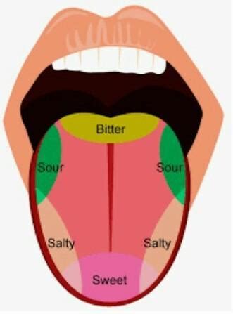 Draw labelled diagrams of -(a) Regions of the tongue for different ...