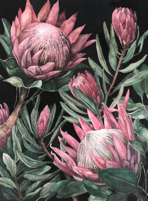 King Proteas on Dark Background — Ampersand Mother | Protea art, Protea ...