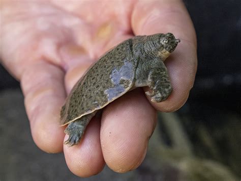 Worlds Smallest Turtle Species