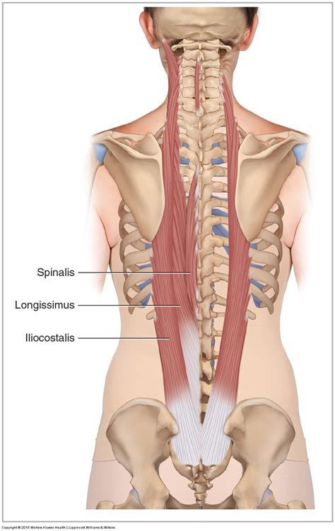 Posterior Lumbar Muscles