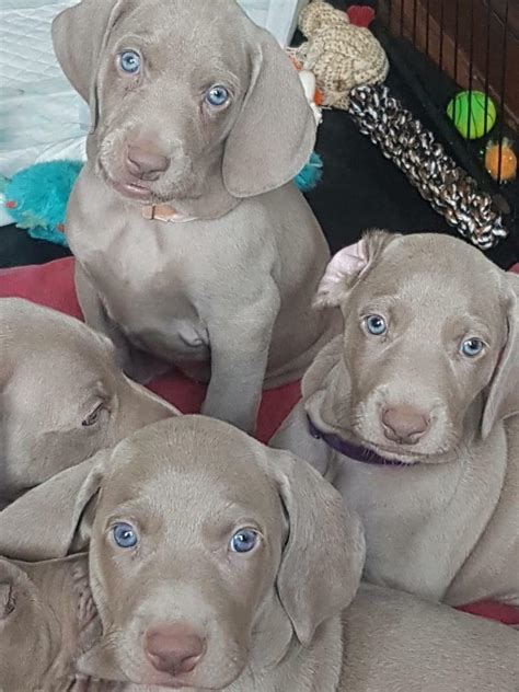 Stunning KC Registered Weimaraner Puppies | in Llanelli ...