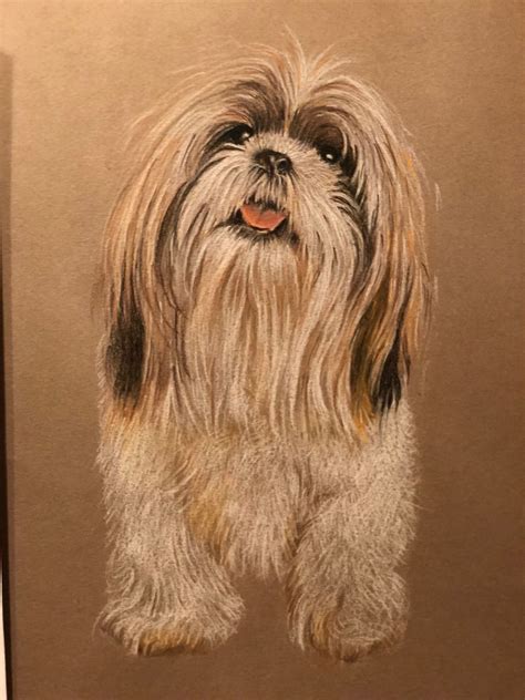 Jessie, Shih tzu Dog Paintings, Dog Portraits, Dog Art, Shih Tzu ...