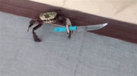 Crab Knife GIF - Crab Knife Fight - Discover & Share GIFs