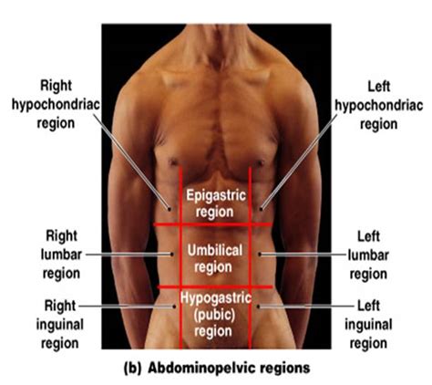 Anatomy and Physiology I Coursework: Nine Abdominopelvic Regions