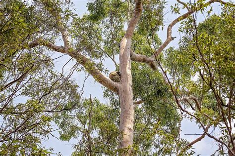 Australian Koala in Natural Habitat Stock Image - Image of coastal ...