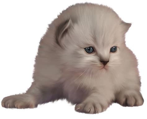 fundo transparente de gatinho 12893829 PNG