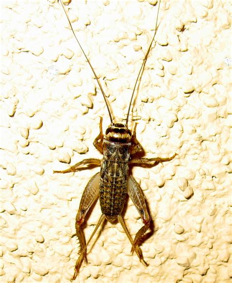 House Cricket | House Cricket (Acheta domesticus), Redwood C… | Flickr