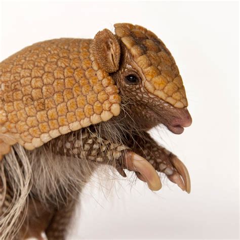 Armadillo