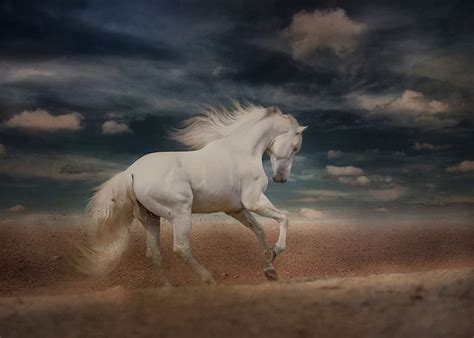 Running White Horse Hd Wallpaper Download - Rwanda 24