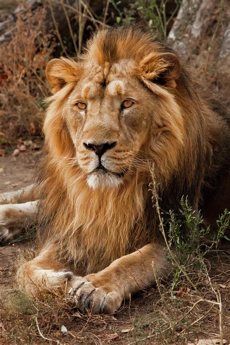 Powerful Male Lion With A Beautiful Mane Impressively Lies Again ...