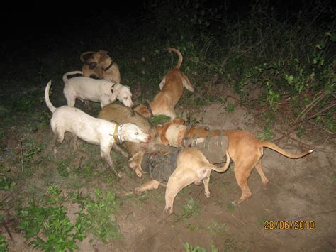 Westbrook Hunting with Dogs: Hog Hunting fun!