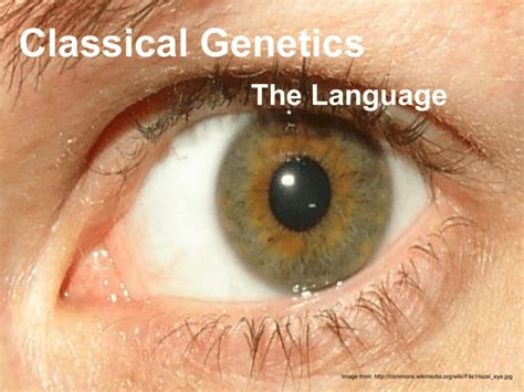 Classical Genetics The Language Image from: