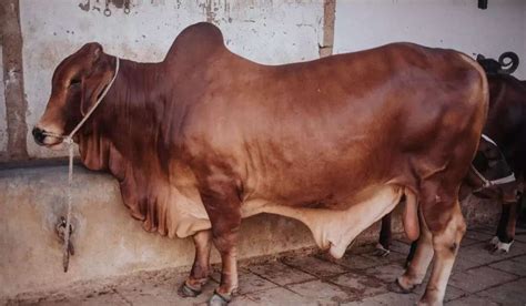 Sahiwal Cow Advantages, Disadvantages, Facts, Milk Benefits