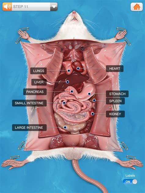 Large Intestine Function Quizlet | Bruin Blog