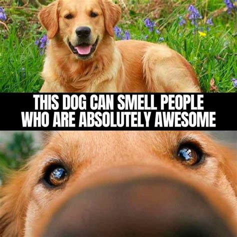 Top 105 + Animal smiling meme - Lifewithvernonhoward.com