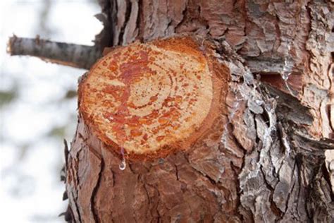 Pinon Pine Resin Pitch Tree Sap firestarter antiseptic waterproofing ...