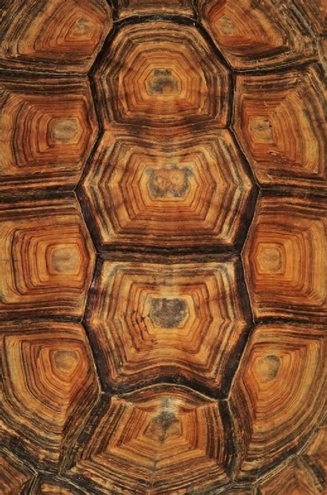 Tortoise Shell #patterns and #textures | Patterns in nature, Nature ...