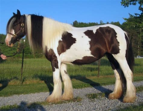 Top 10 Most Beautiful Horse Breeds In The World - Horsey Hooves