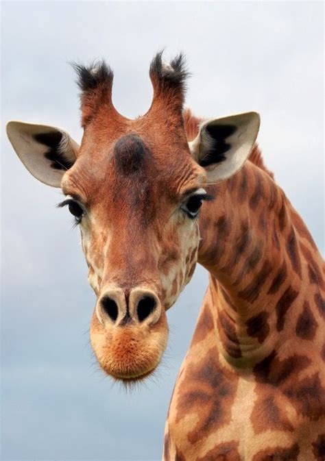 Portrait of Giraffe by =sschukina