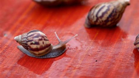 Winkle, Snail, Gastropod. Free Stock Video - Pixabay