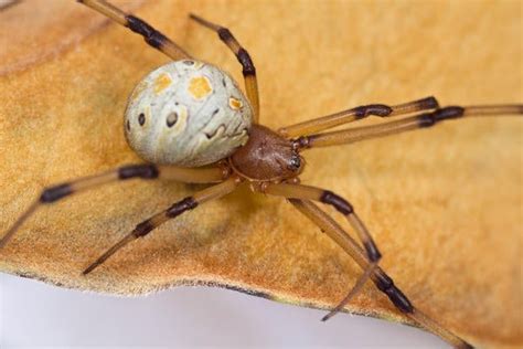 Brown Widow Spider | Center for Invasive Species Research